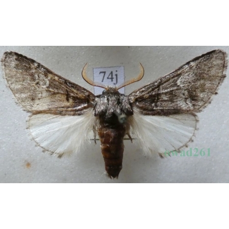 Drymonia querna (Denis & Schiffermüller, 1775) male Dąbrówka dębowa Czech74j